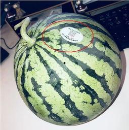 马来西亚网红吃瓜,揭秘网红圈幕后趣事